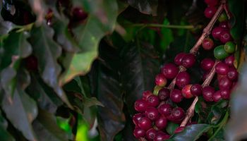 Safras menores: exportação de café cai 19% em março, diz Cecafé