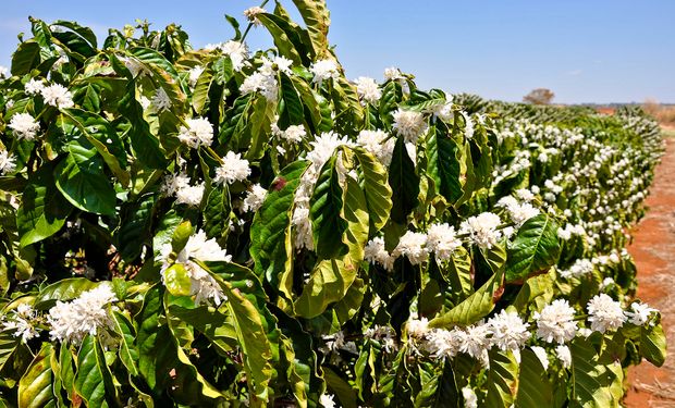 Desenvolvimento de floradas enfrenta chuvas irregulares e altas temperaturas. (foto - CNA)