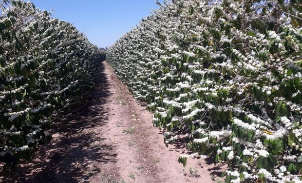 A evolução das floradas nas fazendas brasileiras tem ocorrido de maneira bastante satisfatória. (foto - Cepea)