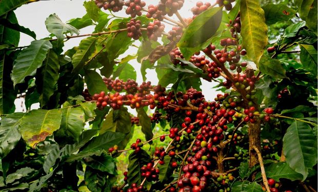 Colheita de café: falta mão de obra faz grão secar no pé