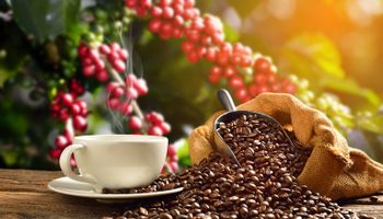 Safra 2023/2024: orçamento do Funcafé é aprovado pelo CDPC em R$ 6,37 bi