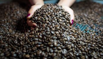 Cotação do café mantém alta em novembro apesar de queda em Nova York