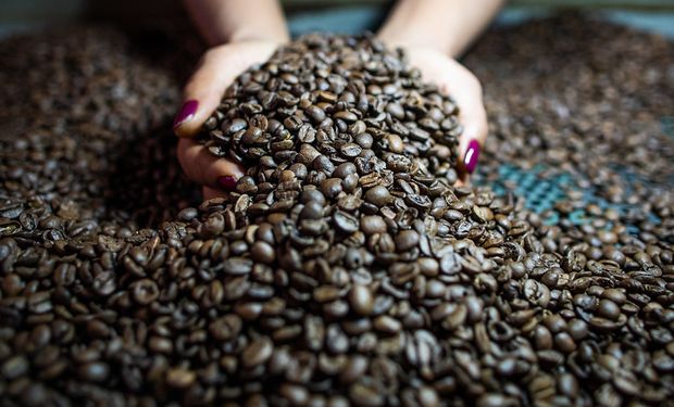 A cotação do arábica subiu 6,29% e o preço do robusta, 0,84%, em janeiro. (foto - divulgação)
