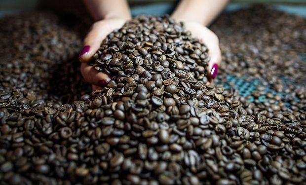 A cotação do arábica subiu 6,29%  e o preço do robusta, 0,84%, em janeiro. (foto - divulgação)