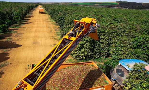 Clima está sendo melhor em 2023 para produção de café, na comparação com ciclo 2021/2022. (foto - Sistema CNA/Conab)