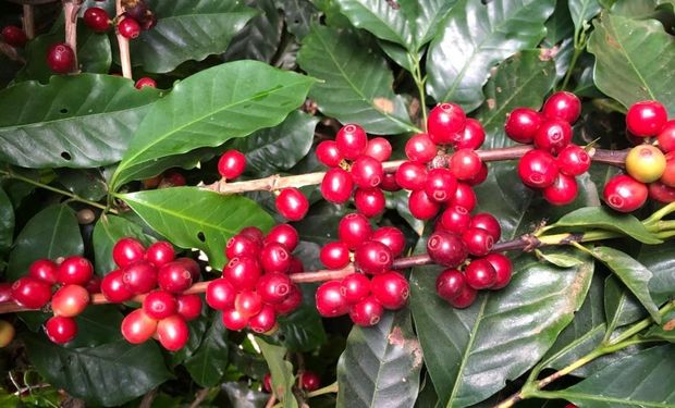 Vendas globais de café certificado pela Rainforest Alliance aumentaram em 51% entre 2017 e 2021. (foto - CNA)