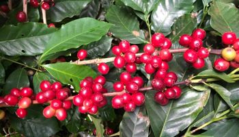 Preços do café arábica e do robusta evoluem em sentidos opostos 
