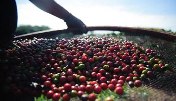 Vendas da safra 2023/24 de café do Brasil chegam a 84% 