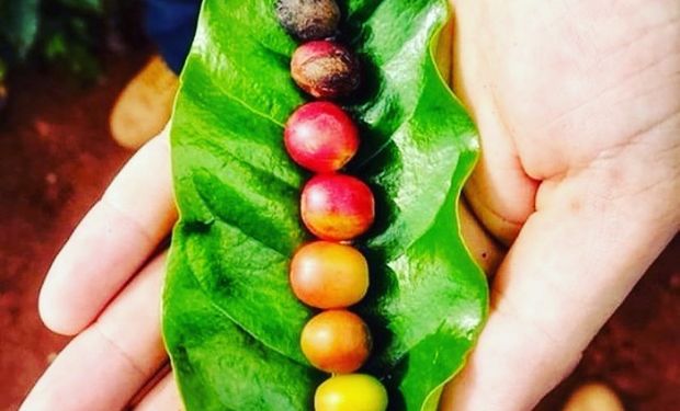 O cenário positivo vale tanto para a variedade arábica como para a variedade robusta. (foto - CNA)