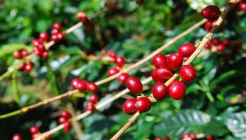 Exportação global de café sobe 1,3% em junho