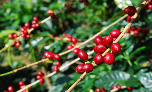 Mercado também prevê um crescimento menor da produção brasileira de café neste ano. (foto - CNA)