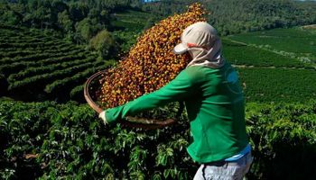 Mercado do café: arábica acumula queda enquanto robusta segue em alta
