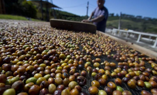 Cotação do café volta a ser negociada abaixo dos R$ 1 mil