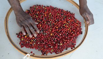Mercado aprofunda baixas na cotação do café arábica em janeiro