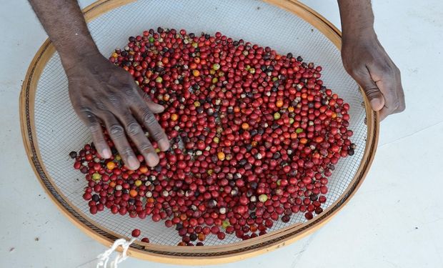 Mercado aprofunda baixas na cotação do café arábica em janeiro