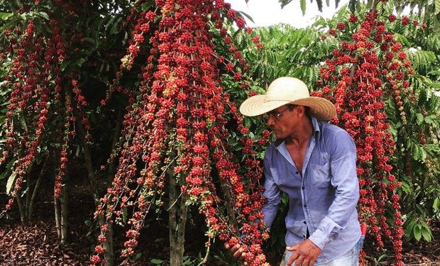 Café da variedade robusta também caiu, 8%, após experimentar três meses de alta. (foto - CNA)
