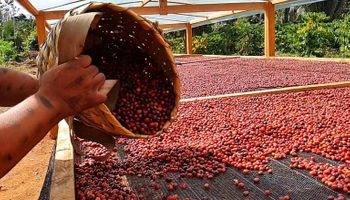 Café robusta cai e registra menor média desde março de 2024 em abril