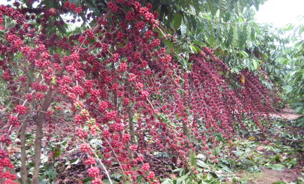 Colheita de Café Robusta avança em Rondônia. (foto - Alexsandro Teixeira/Embrapa)