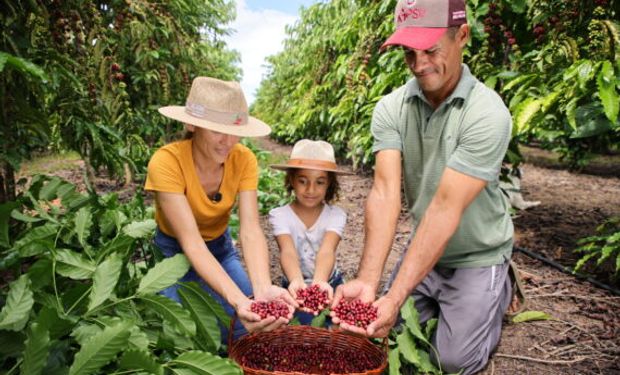 Estado tornou-se o 2º maior produtor de Café Robusta do Brasil, com produção média de mais de 194 mil toneladas. (Foto - Divulgação)