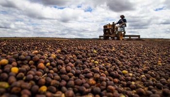 Cotação do café fica próxima da estabilidade mesmo com avanço da colheita
