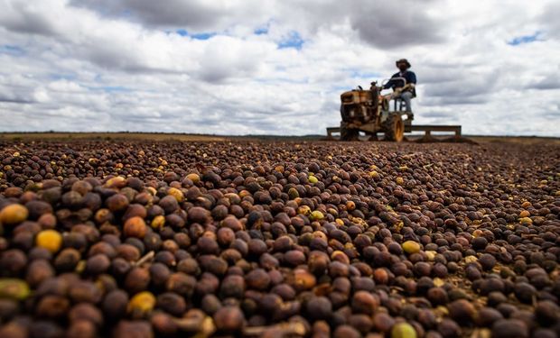 Colheita de café ganha ritmo no Brasil e chega a até 15% para