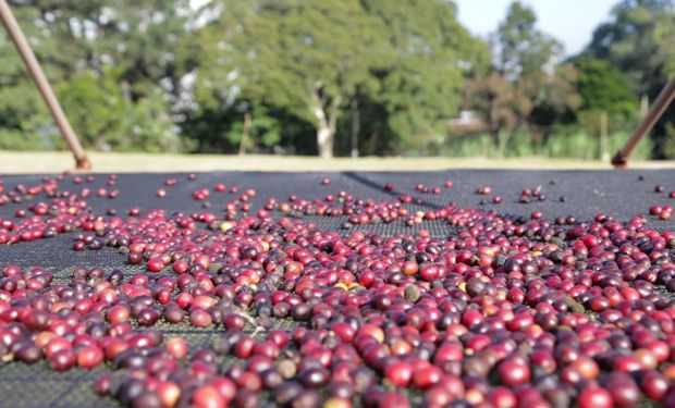 Produção brasileira de café em 2024/25 é revisada para baixo por conta do clima