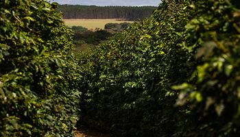 Exportação de café está comprometida com agenda ESG, diz Cecafé