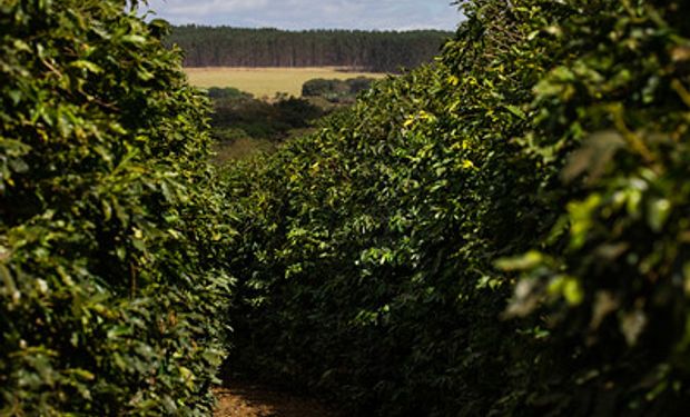 Cecafé diz que Brasil tem agenda alinhada com as tendências do mercado consumidor internacional. (foto - Sistema CNA/Senar)