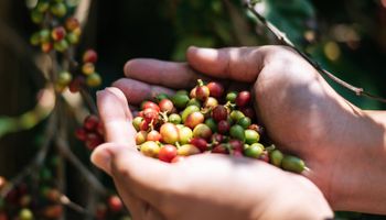 De novo: exportação brasileira de café cai 10% em abril de 2023