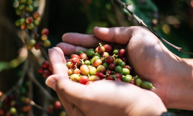 Café fechou junho com valorização histórica. Crédito da imagem: banco Freepik