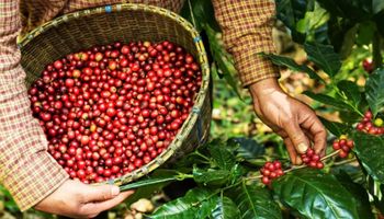 Conab estima 55,2 milhões de sacas de café em 2025; conilon cresce e arábica recua