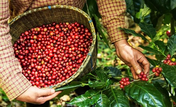 Conab estima 55,2 milhões de sacas de café em 2025; conilon cresce e arábica recua
