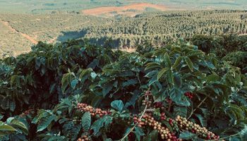 Mudança climática pode mudar mapa-múndi do café? Agricultor sul-africano diz que sim