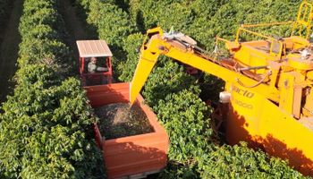 Alta Mogiana fecha colheita de café 2025 com quebra de até 30% na produção
