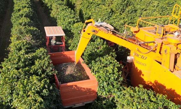 Alta Mogiana fecha colheita de café 2025 com quebra de até 30% na produção