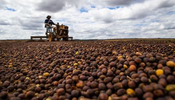 Safra de café ganha ritmo e pressiona cotações com risco climático no radar