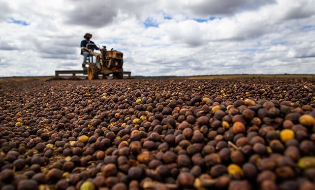 Safra de café ganha ritmo e pressiona cotações com risco climático no radar