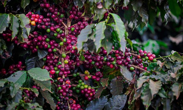 Preços do café encerram agosto com valorização de R$ 500 por saca