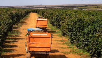 Como Minas Gerais exportou mais café do que produziu em 2024?