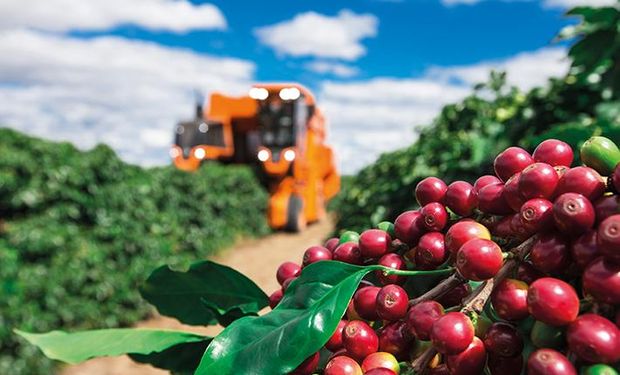 Café registra tombo nas exportações e na cotação da saca