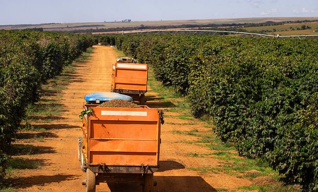 A “preço de ouro”, café vira alvo de quadrilhas de ladrões
