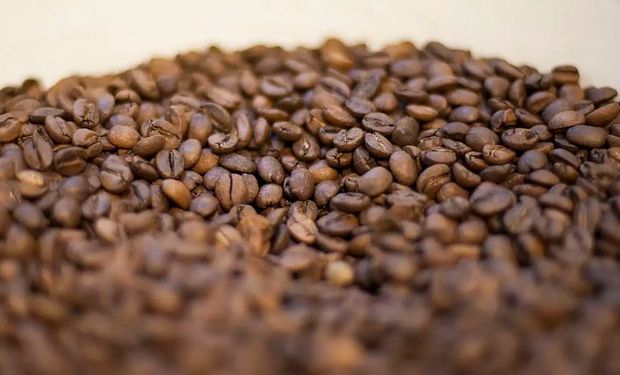 Anvisa proíbe venda de três marcas de “café fake” contaminado com toxina