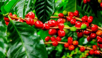 Números comprovam ‘força do café brasileiro”, destaca CNC