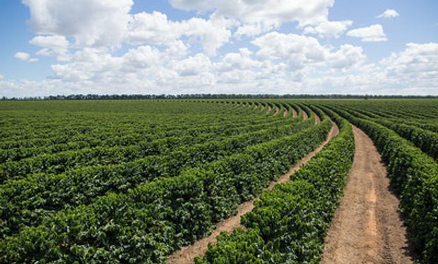 Edição 2021/2022 reuniu 1.058 cafeicultores  de oito estados. (foto - Sistema CNA/Senar)