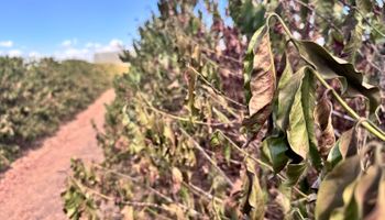 Falta de chuvas ameaça a produção de café na Alta Mogiana