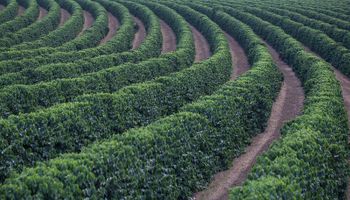 Cooxupé observa impacto climático na produção de café