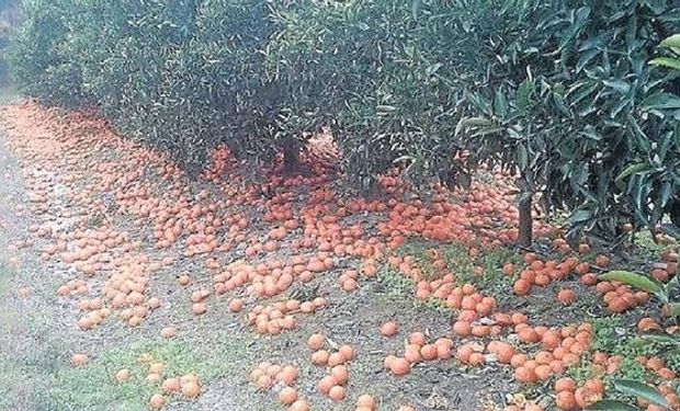 Una vista en el establecimiento del productor citrícola Ricardo Rigoni con la fruta tirada en el campo.