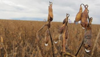 Caída de la soja causaría pérdidas de hasta U$S 2.700 millones