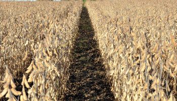 Caída de la soja: provincias recibieron $ 1200 millones menos