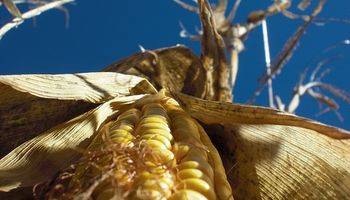 En dos semanas el maíz local cayó $ 200/ton